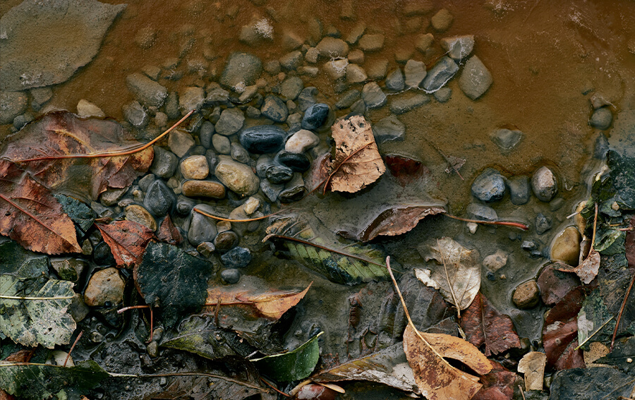 Water in het bos